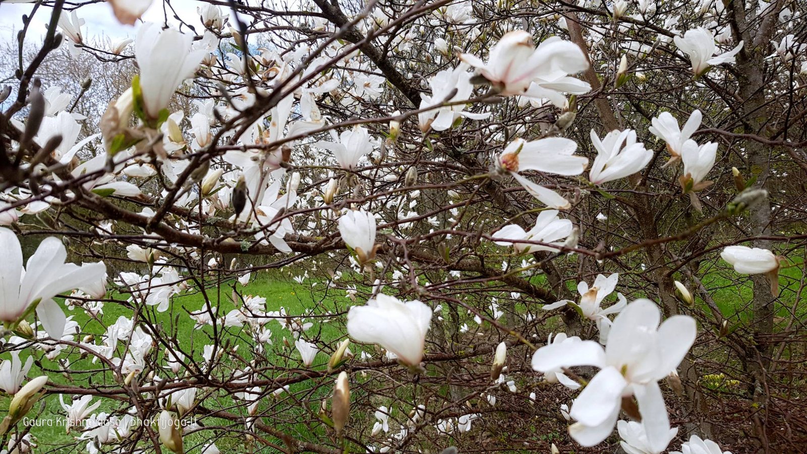  skinderiskio dendrologinis parkas 2021 05 08